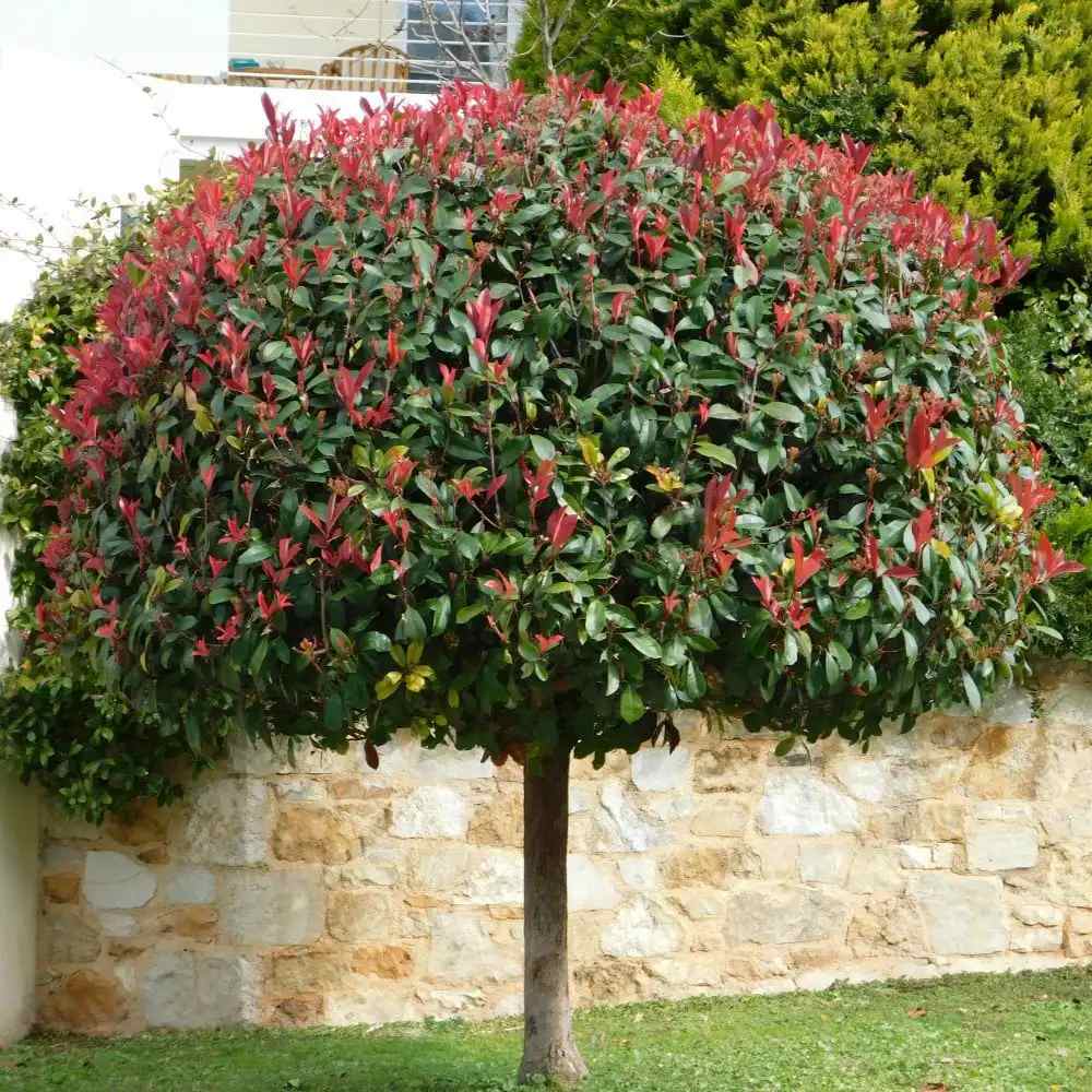Photinia Carre Rouge tip copacel, ornamental cu frunzis rosu intens, gradinii mici, ghiveci - Image 5