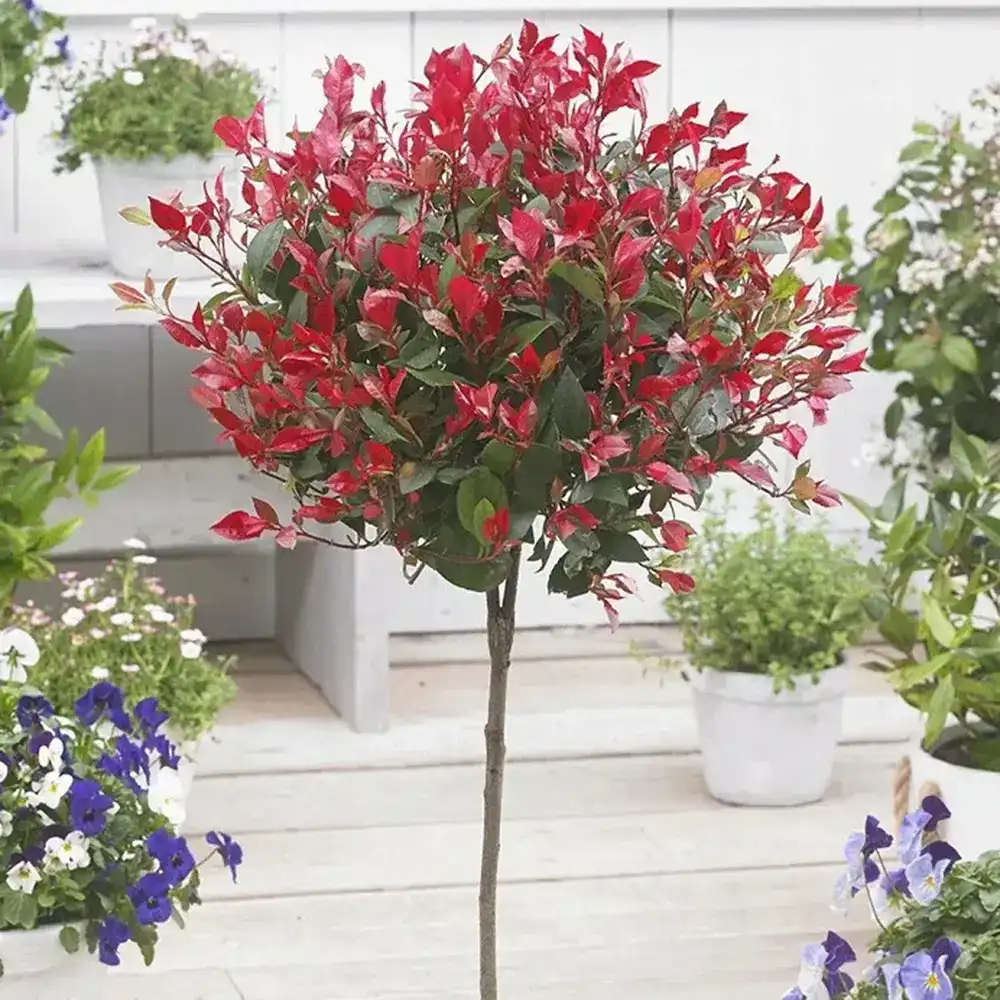 Photinia Carre Rouge tip copacel, ornamental cu frunzis rosu intens, gradinii mici, ghiveci - Image 6
