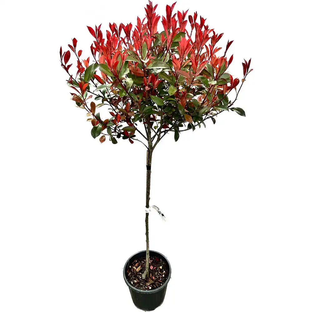 Photinia Carre Rouge tip copacel, ornamental cu frunzis rosu intens, gradinii mici, ghiveci - Image 7