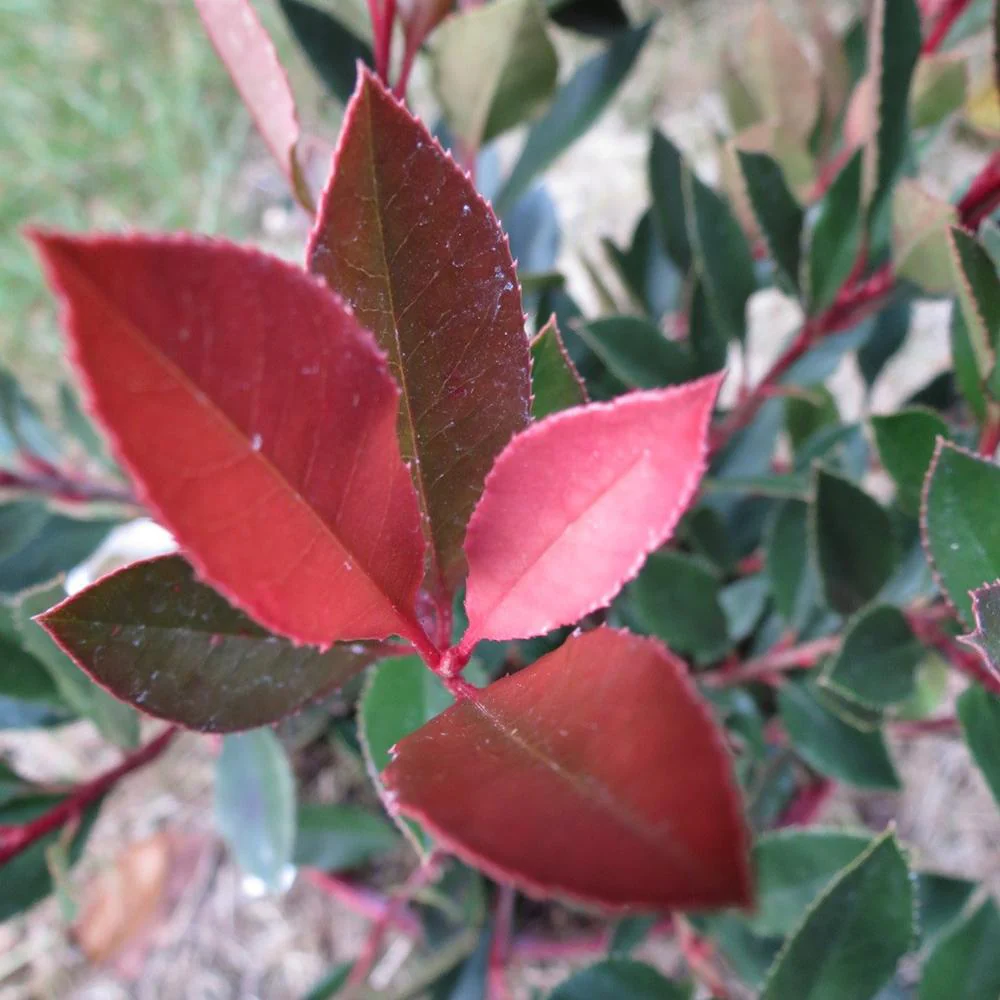 Photinia Chico - Image 3