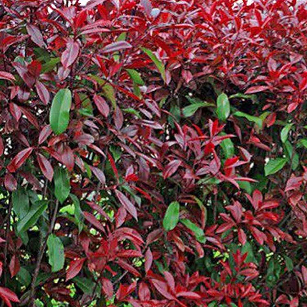 Photinia Fraseri Red Robin con piramidal decorativ, frunze rosii, planta ornamentala spectaculoasa - Image 3