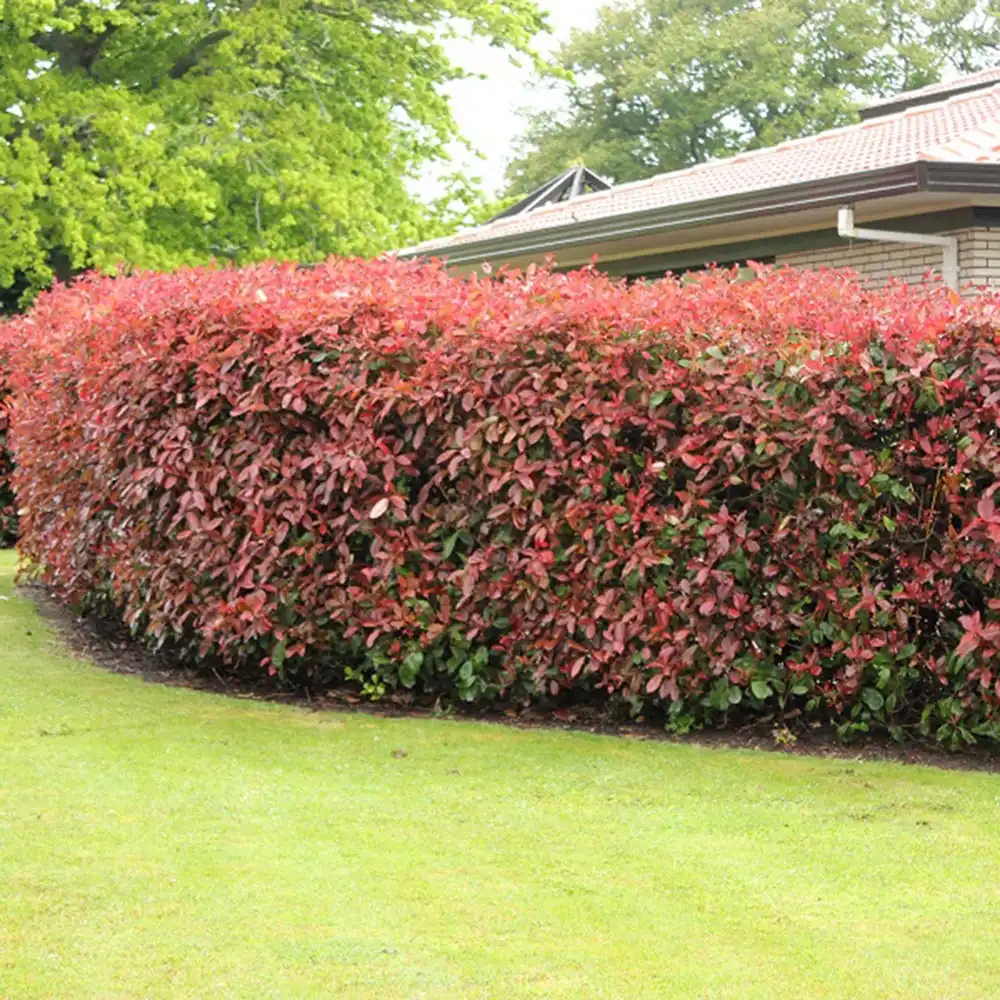 Photinia Red Robin, gard viu rosu vesnic verde, rezistent la frig si la seceta - Image 10
