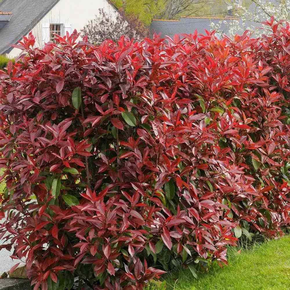 Photinia Red Robin, gard viu rosu vesnic verde, rezistent la frig si la seceta - Image 12