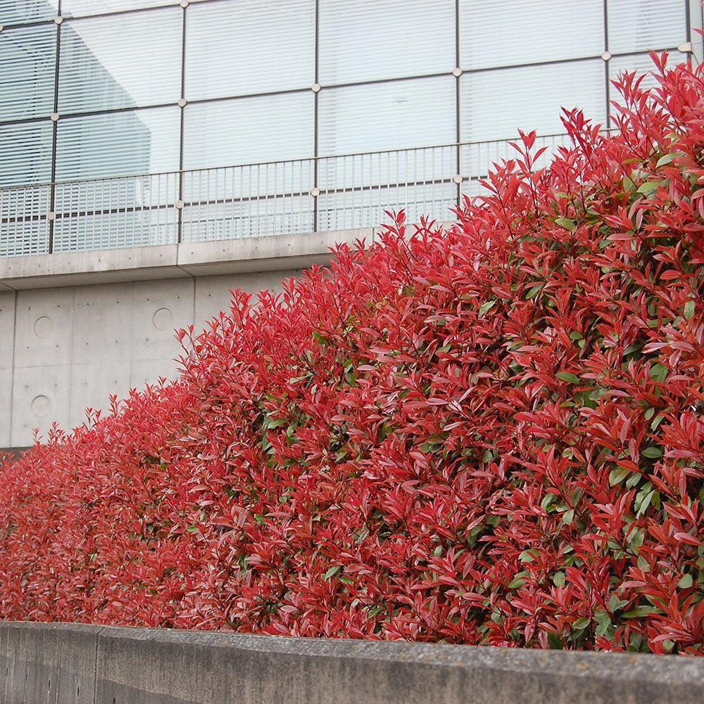 Photinia Red Robin, gard viu rosu vesnic verde, rezistent la frig si la seceta - Image 13
