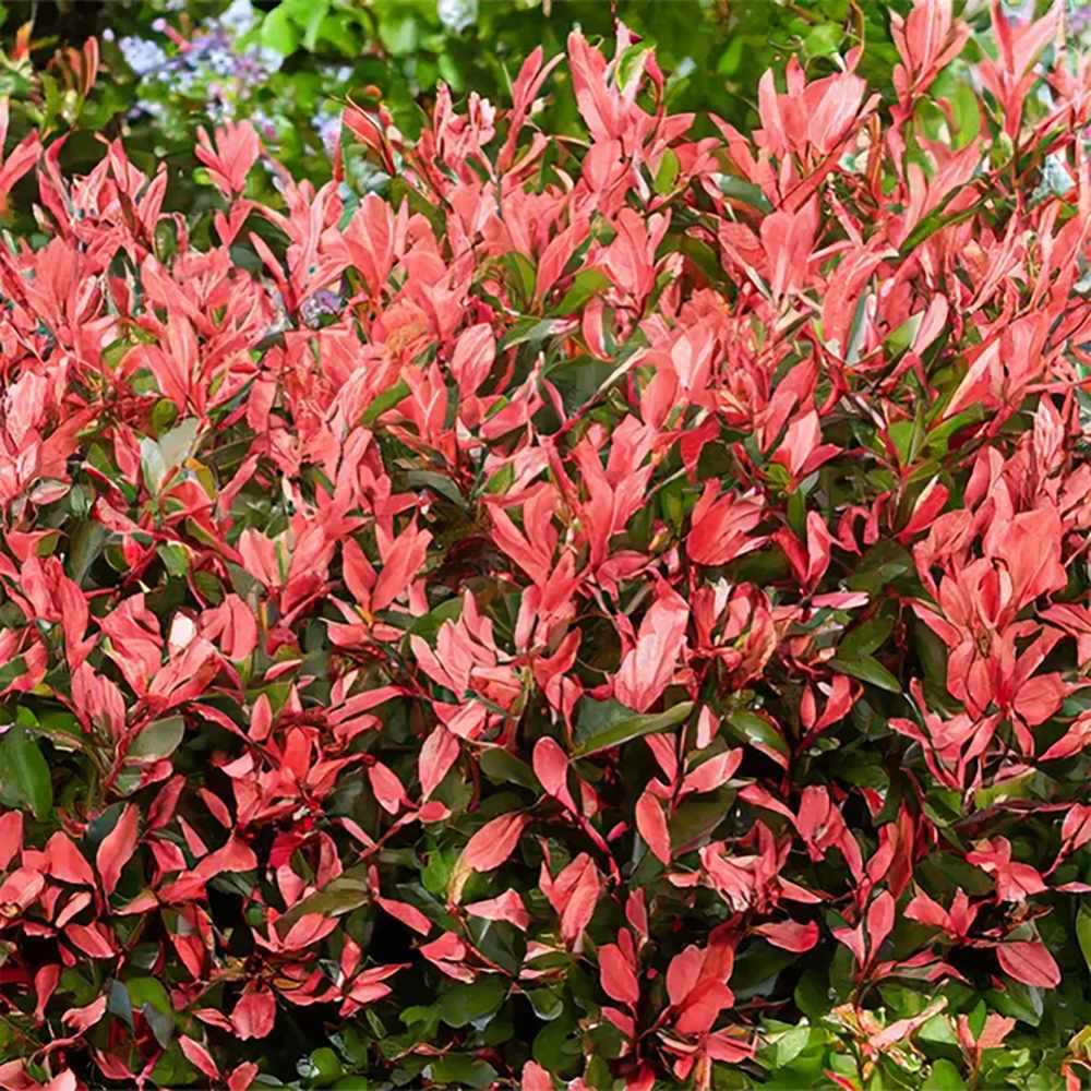 Photinia Red Robin, gard viu rosu vesnic verde, rezistent la frig si la seceta - Image 14