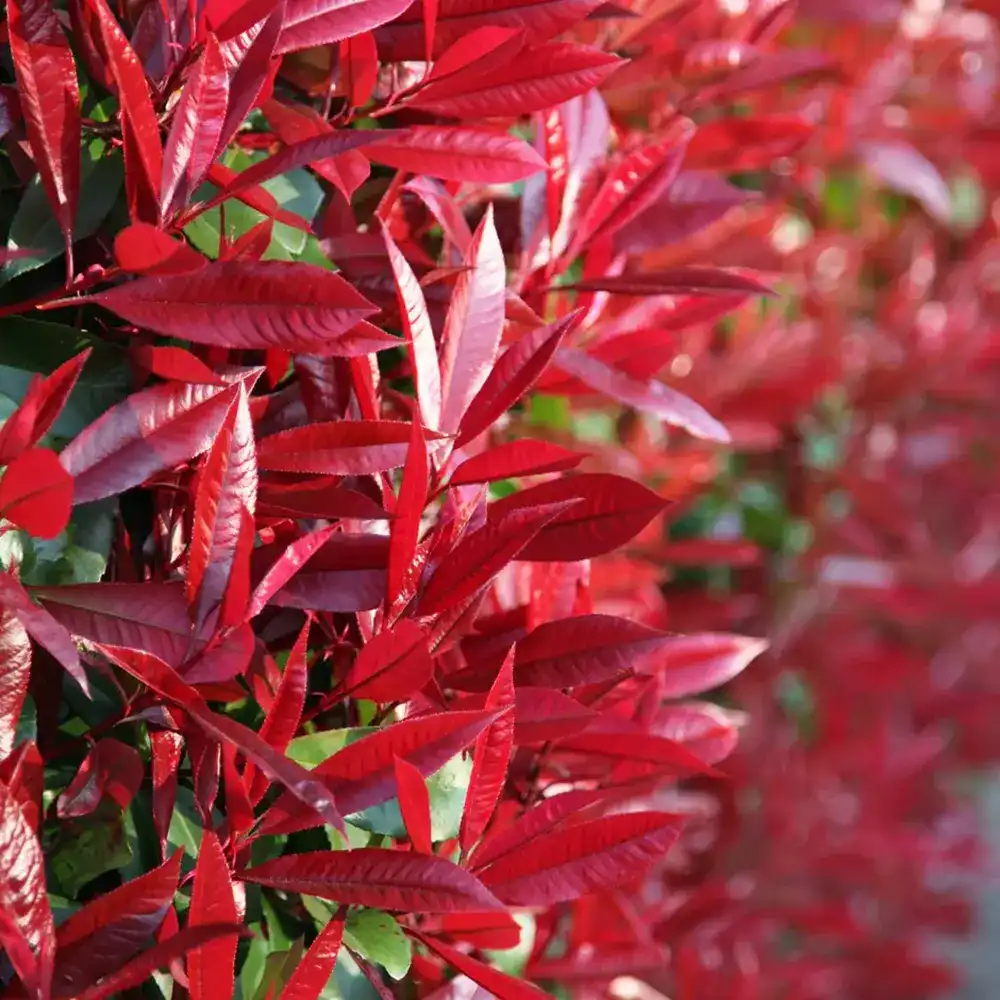 Photinia Red Robin, gard viu rosu vesnic verde, rezistent la frig si la seceta - Image 16