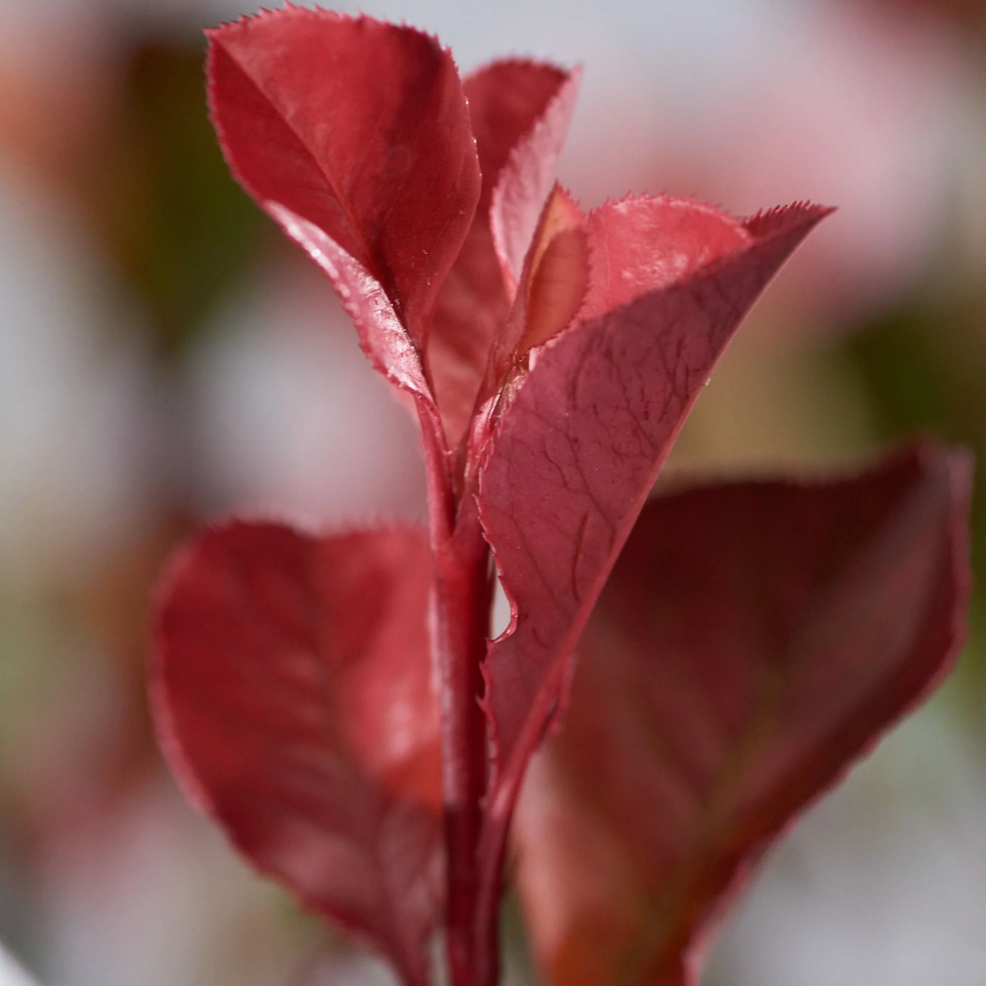 Photinia Red Robin, gard viu rosu vesnic verde, rezistent la frig si la seceta - Image 17