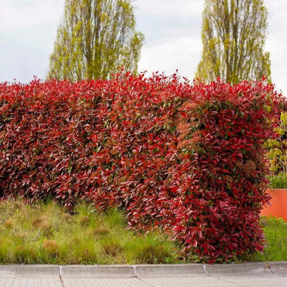 Photinia Red Robin, gard viu rosu vesnic verde, rezistent la frig si la seceta - Image 3