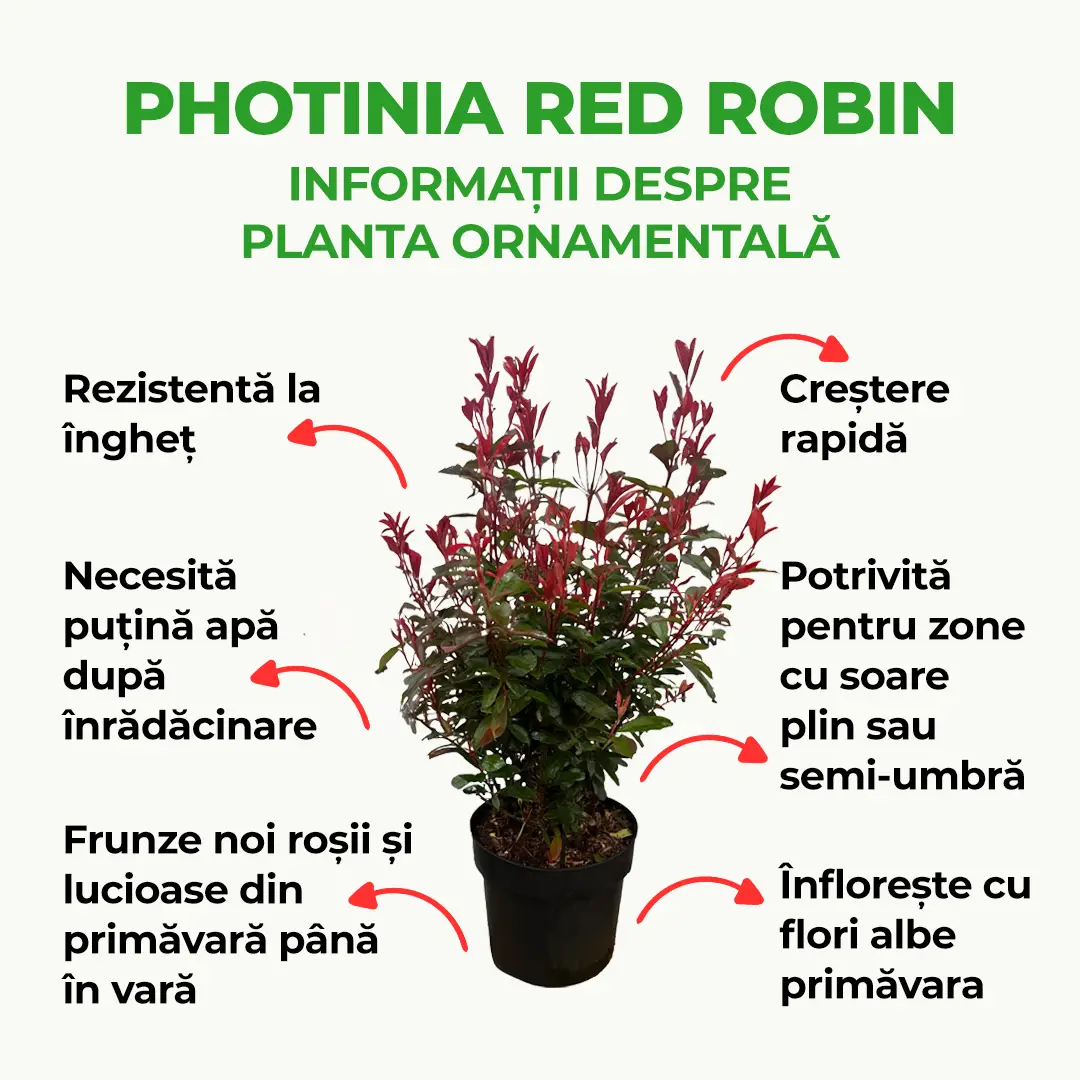 Photinia Red Robin, gard viu rosu vesnic verde, rezistent la frig si la seceta - Image 4