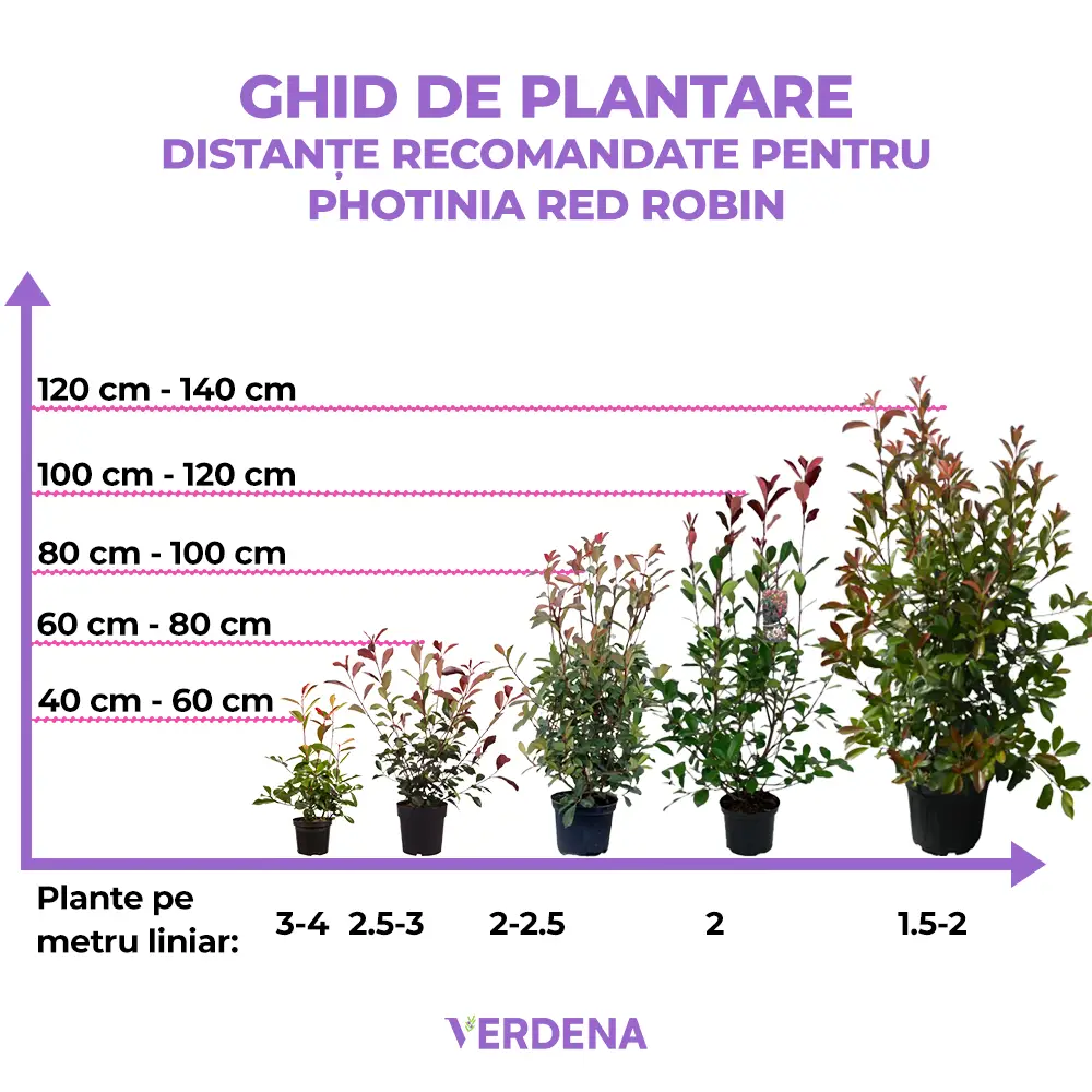 Photinia Red Robin, gard viu rosu vesnic verde, rezistent la frig si la seceta - Image 5