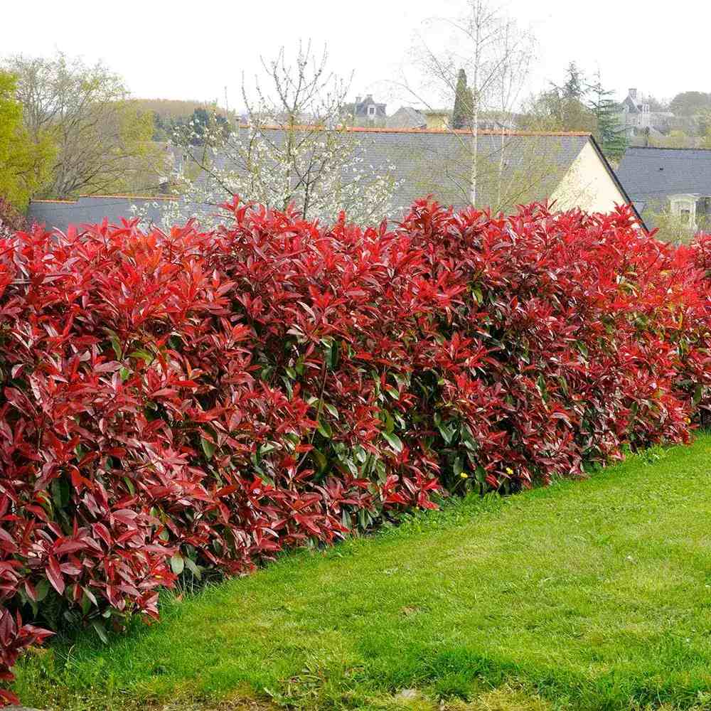 Photinia Red Robin, gard viu rosu vesnic verde, rezistent la frig si la seceta - Image 6