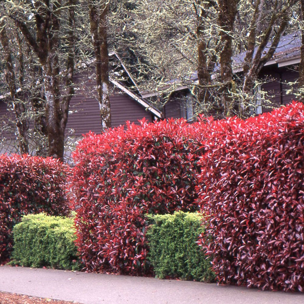 Photinia Red Robin, gard viu rosu vesnic verde, rezistent la frig si la seceta - Image 7