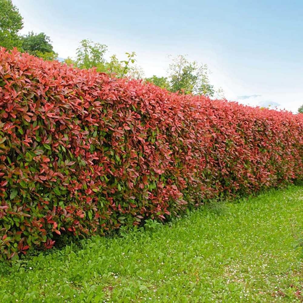 Photinia Red Robin, gard viu rosu vesnic verde, rezistent la frig si la seceta - Image 8