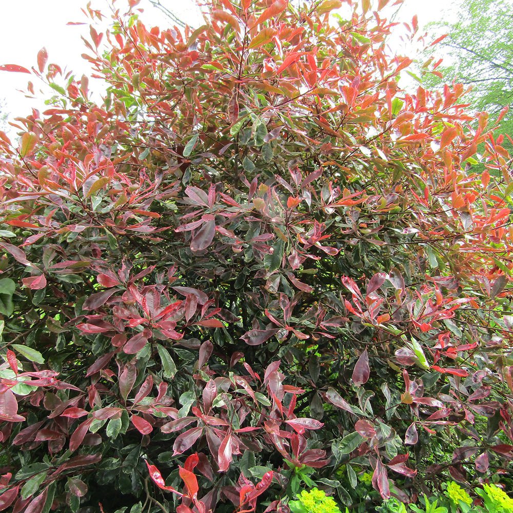Photinia Pink Marble - Image 4
