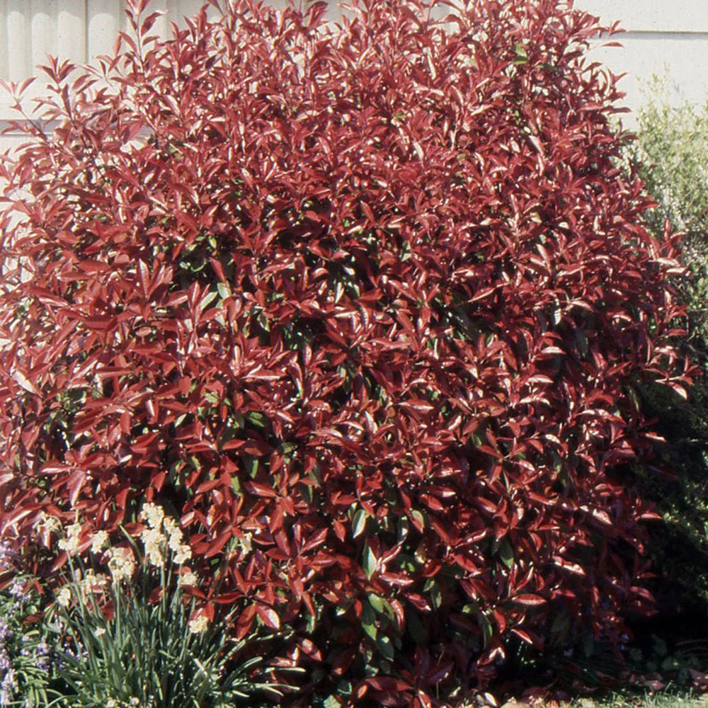 Photinia Pink Marble - Image 5