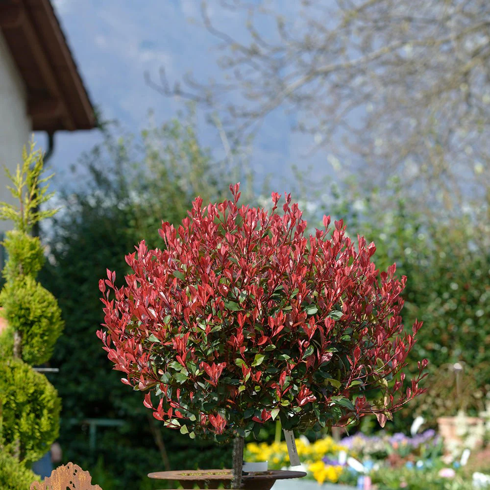 Photinia Copac Red Robin, arbore ornamental vesnic verde, frunzis rosu decorativ, crestere rapida - Image 3