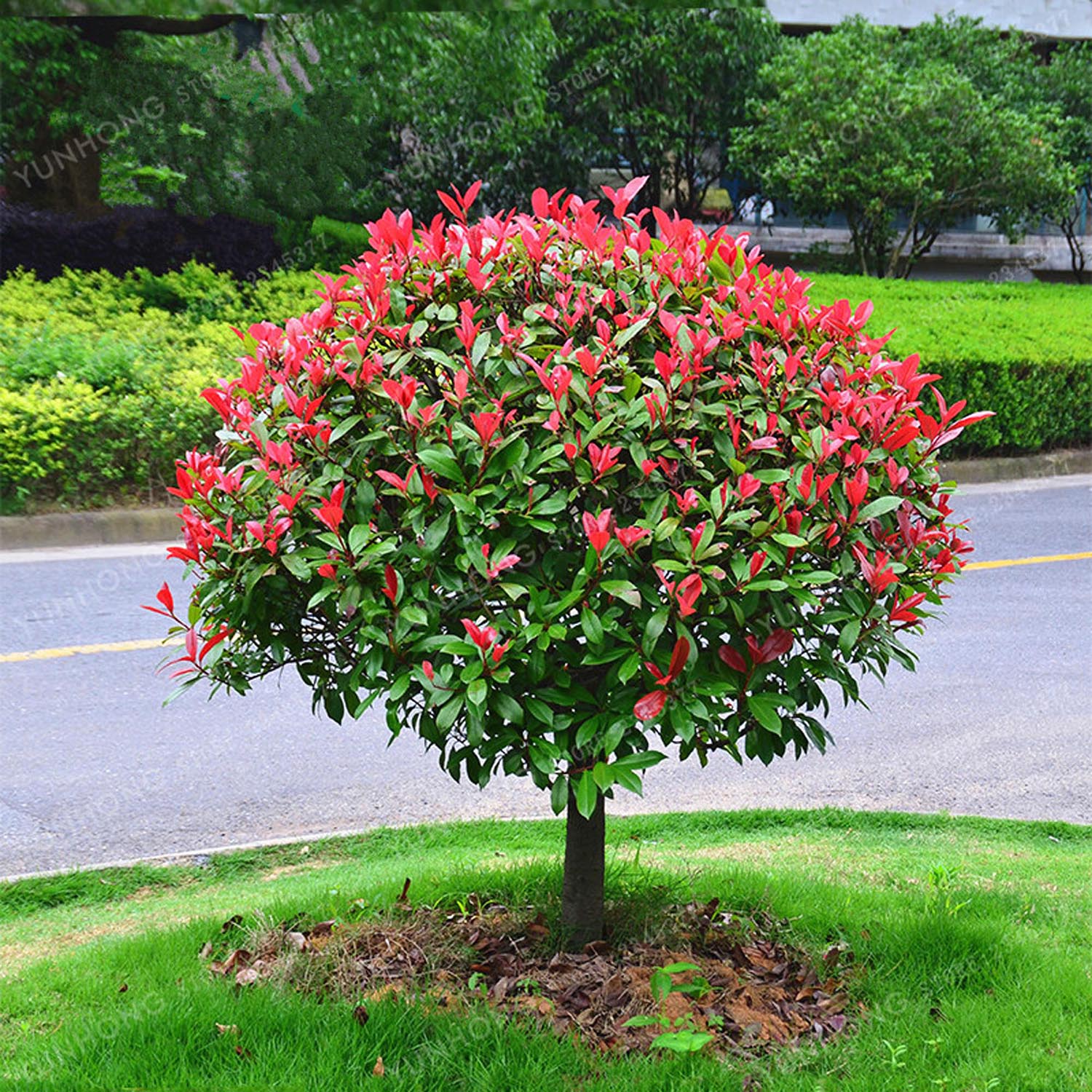 Photinia Copac Red Robin, arbore ornamental vesnic verde, frunzis rosu decorativ, crestere rapida - Image 4