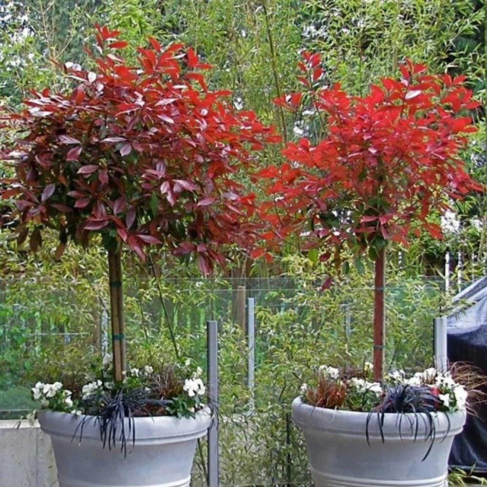 Photinia Copac Red Robin, arbore ornamental vesnic verde, frunzis rosu decorativ, crestere rapida - Image 5
