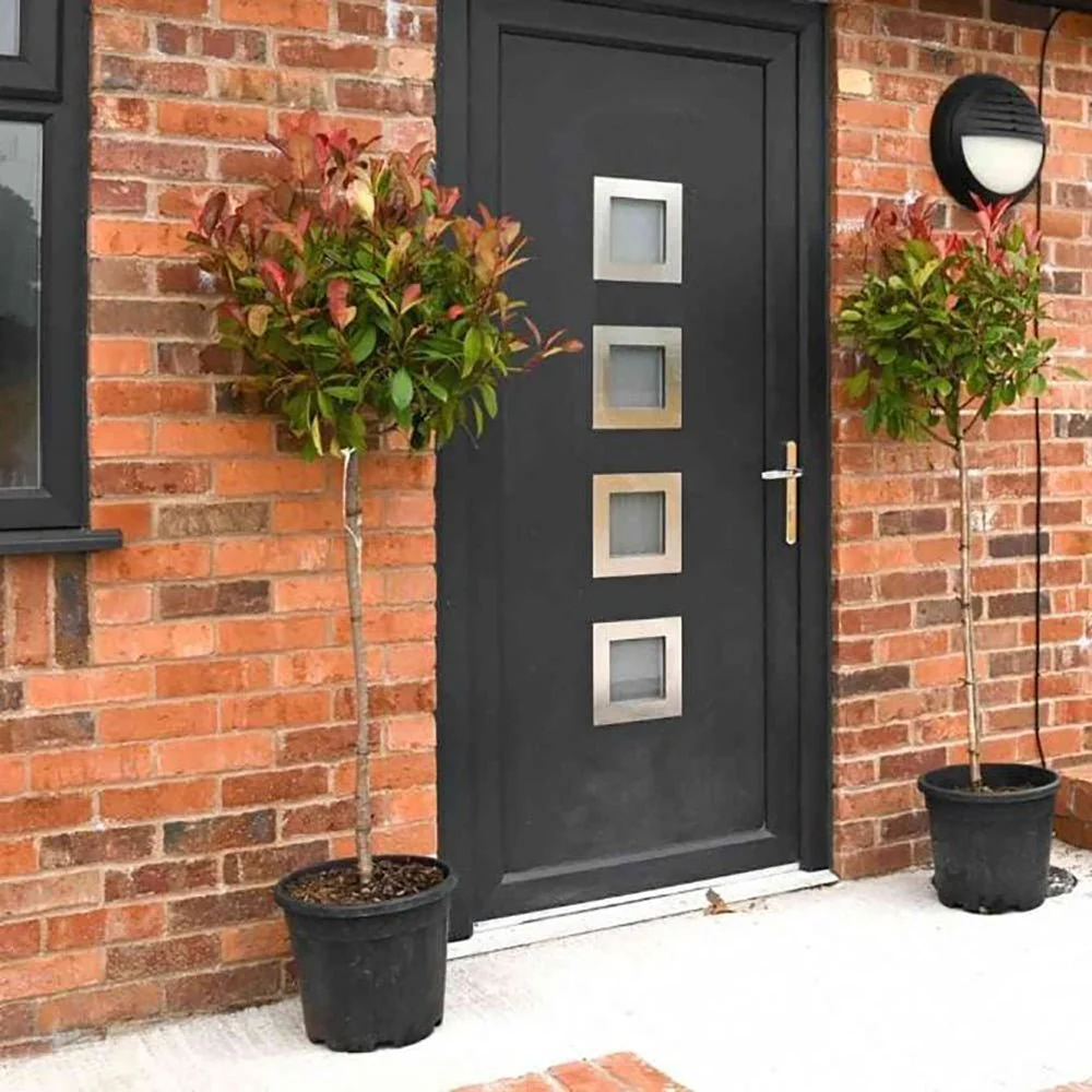 Photinia Copac Red Robin, arbore ornamental vesnic verde, frunzis rosu decorativ, crestere rapida - Image 6