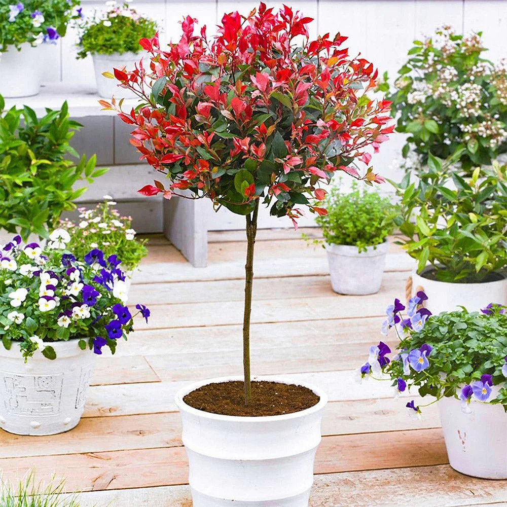 Photinia Copac Red Robin, arbore ornamental vesnic verde, frunzis rosu decorativ, crestere rapida - Image 7