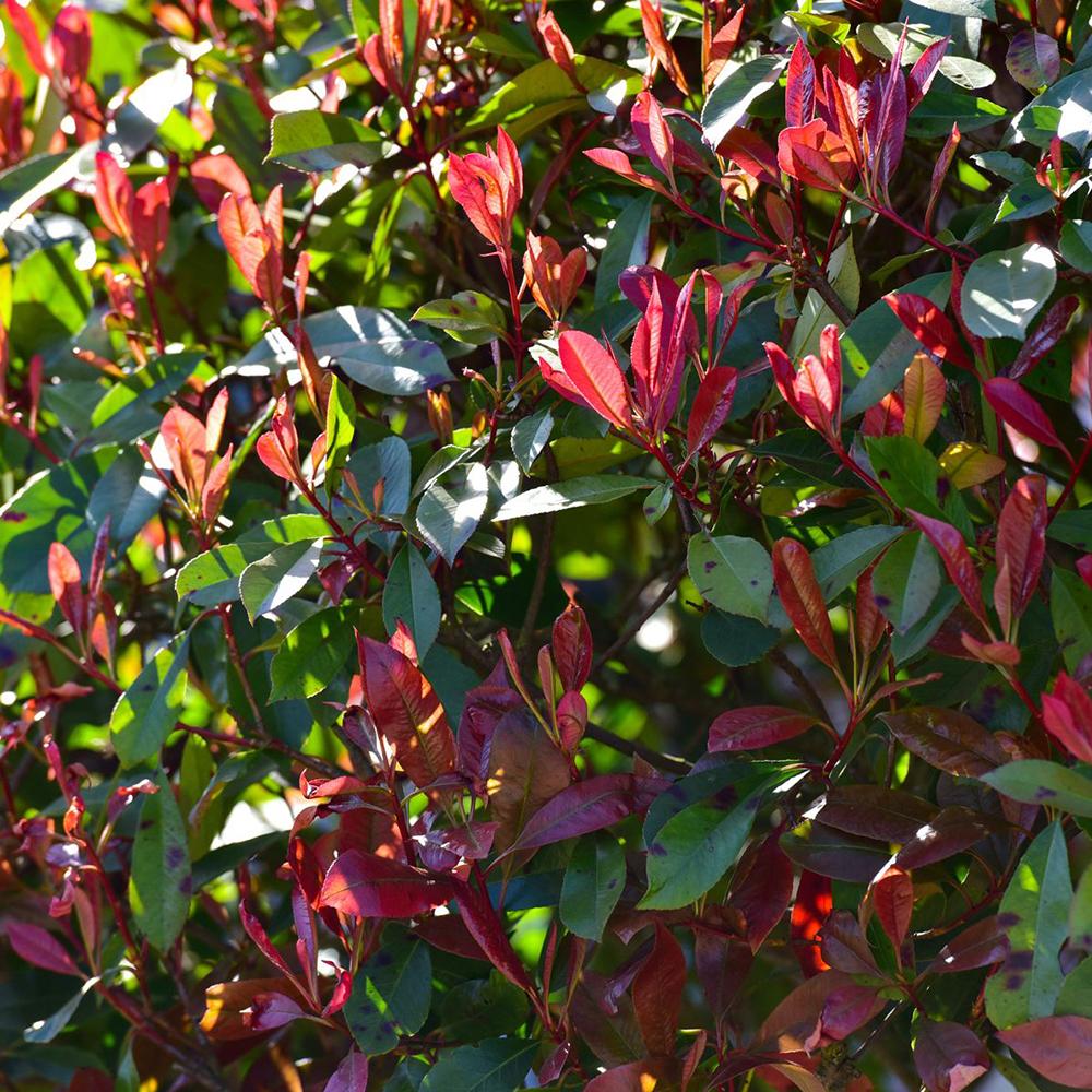 Photinia Copac Red Robin, arbore ornamental vesnic verde, frunzis rosu decorativ, crestere rapida - Image 8