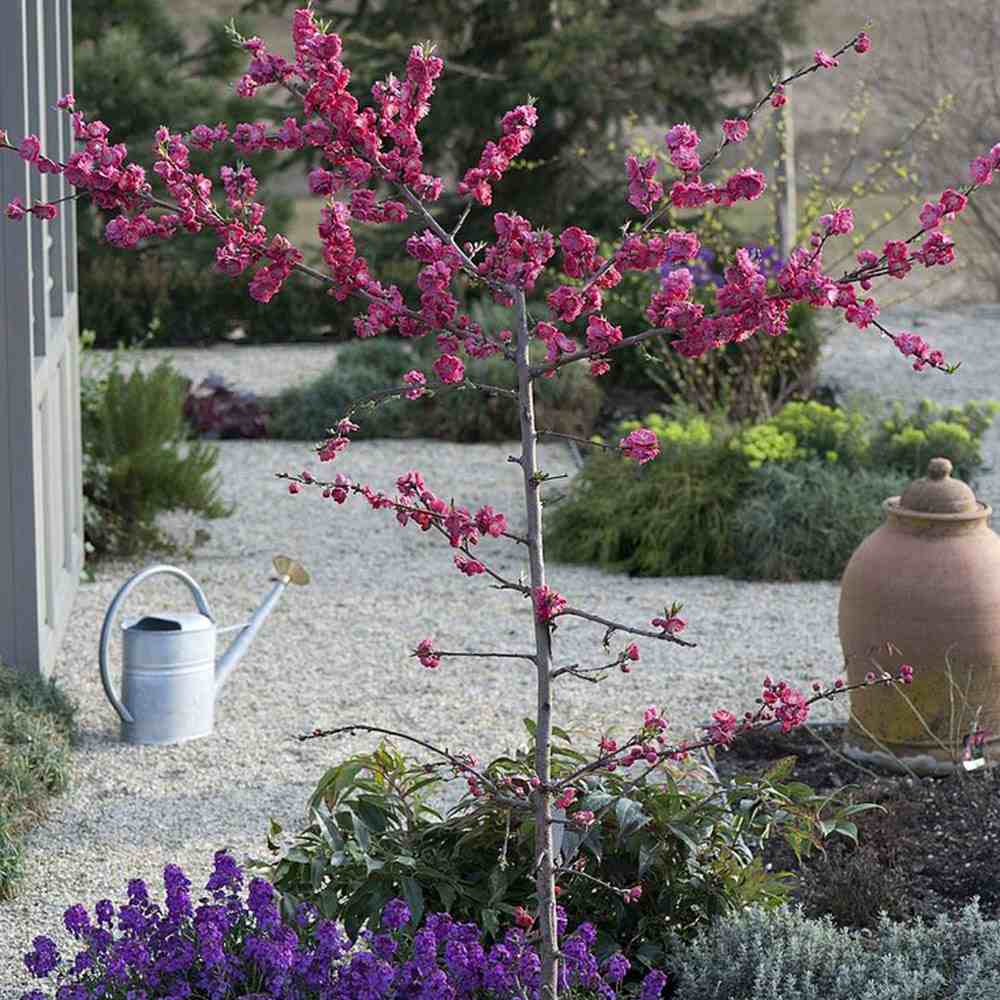 Piersic Ornamental Melred, cu flori rosii decorativ, de gradina sau ghiveci - Image 3