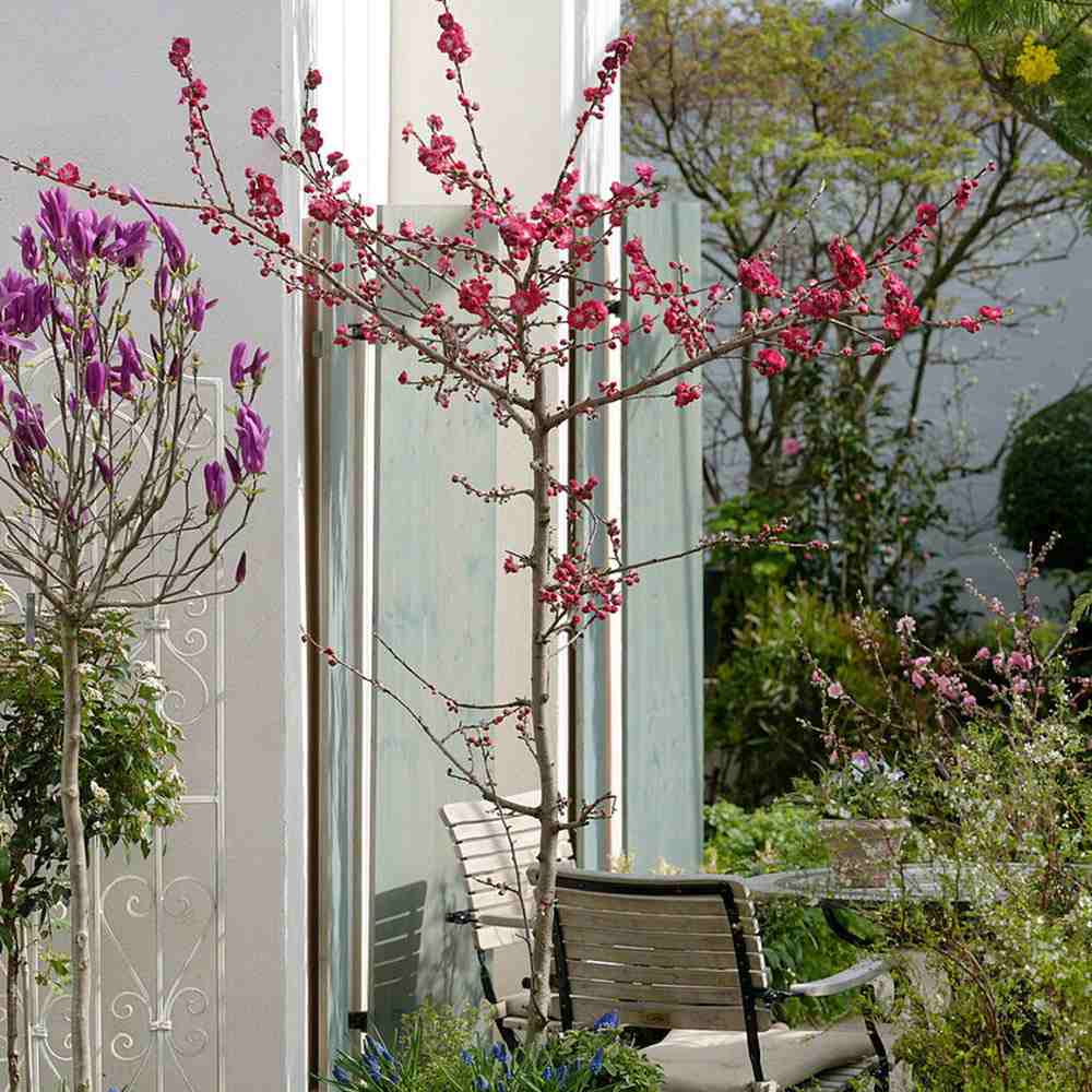 Piersic Ornamental Melred, cu flori rosii decorativ, de gradina sau ghiveci - Image 4