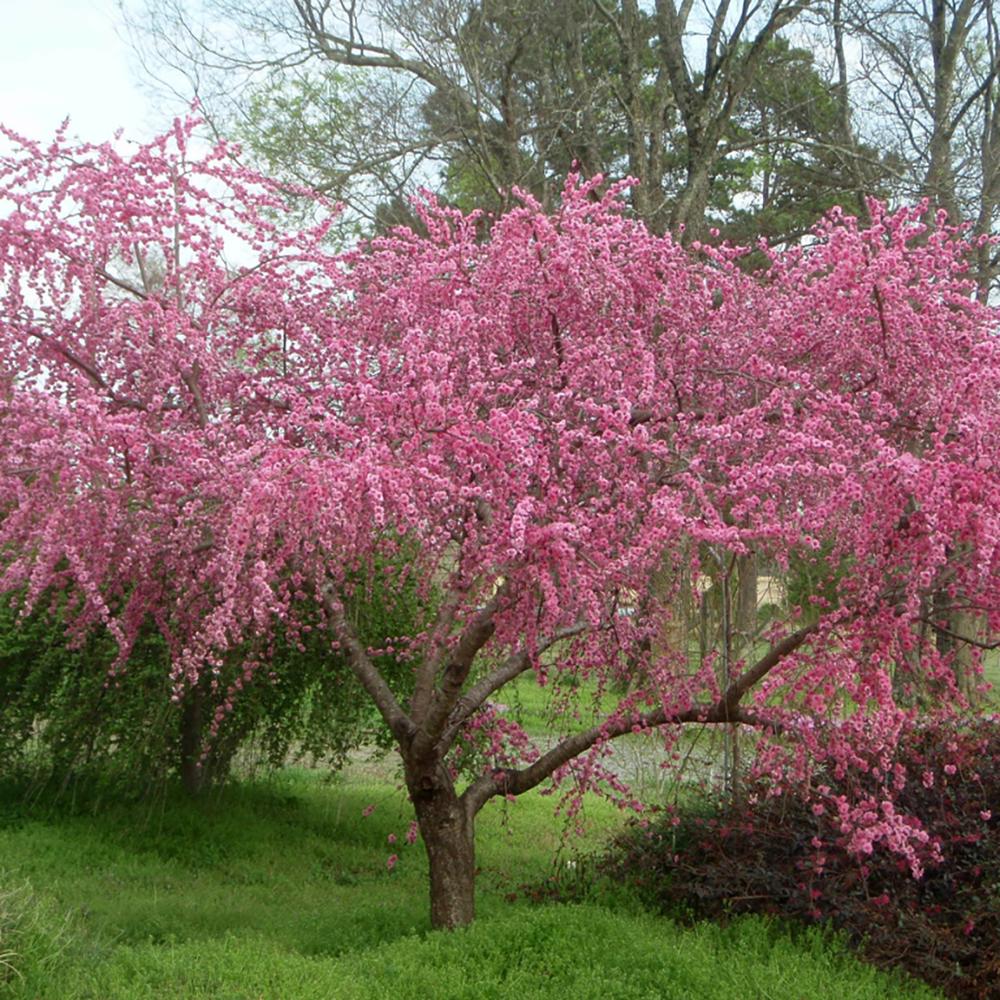 Piersic Ornamental Melred, cu flori rosii decorativ, de gradina sau ghiveci - Image 5