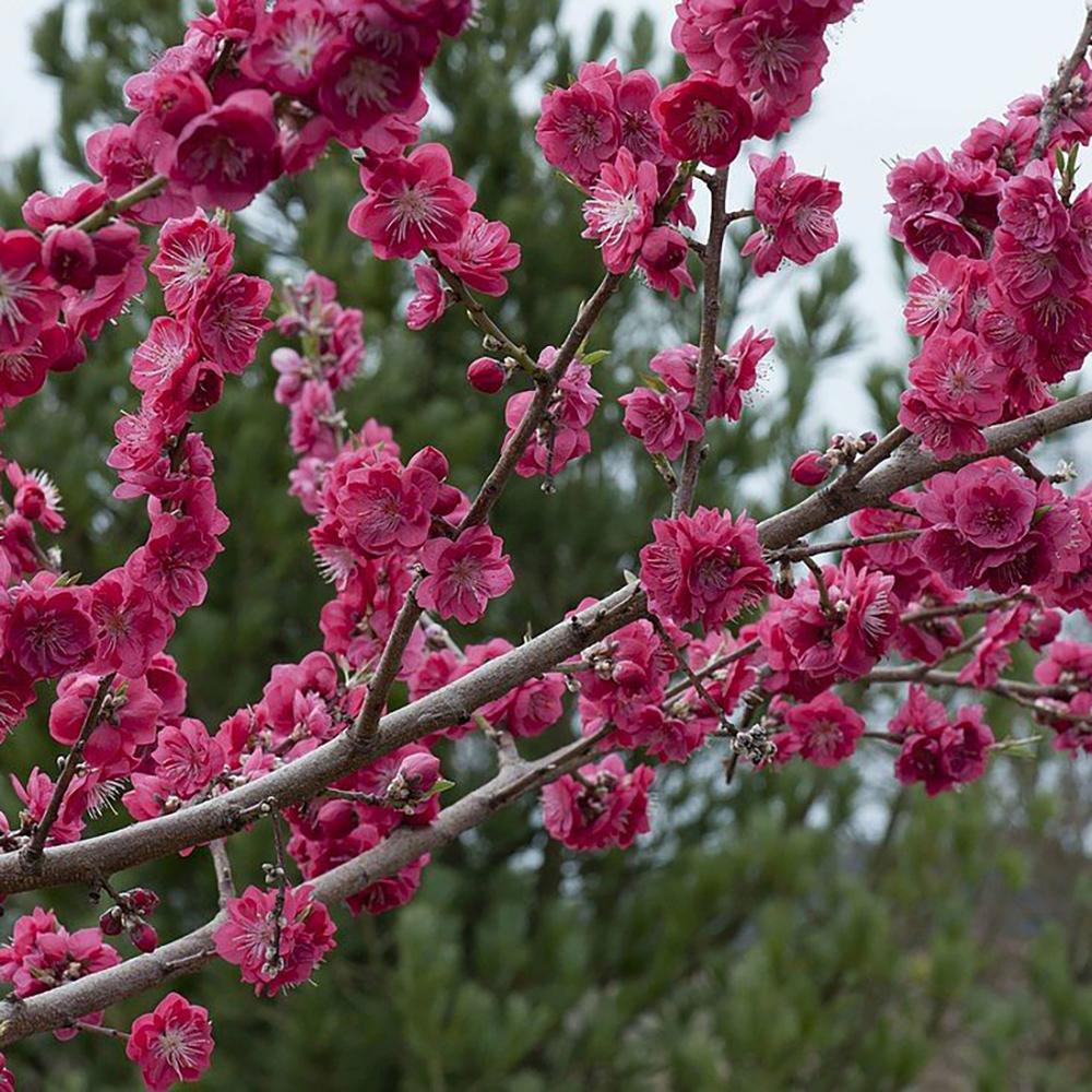 Piersic Ornamental Melred, cu flori rosii decorativ, de gradina sau ghiveci - Image 6
