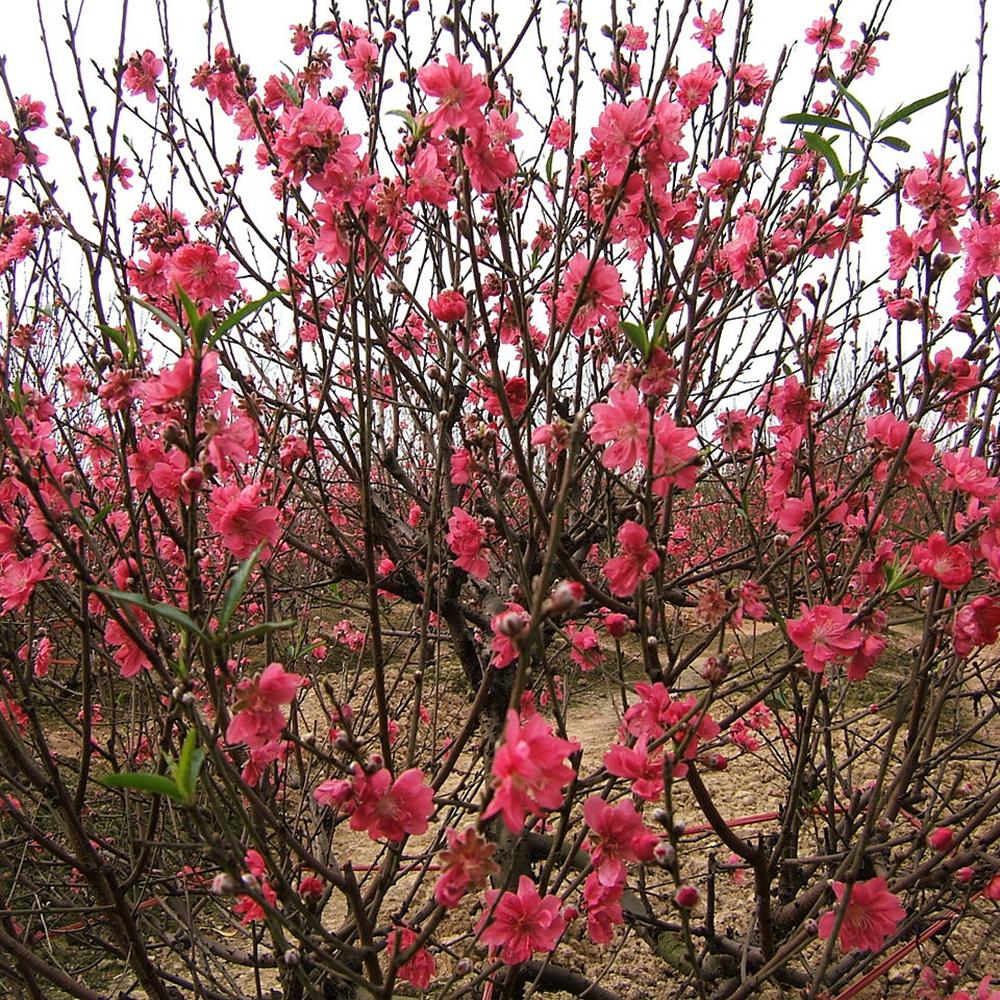 Piersic Ornamental Melred, cu flori rosii decorativ, de gradina sau ghiveci - Image 7