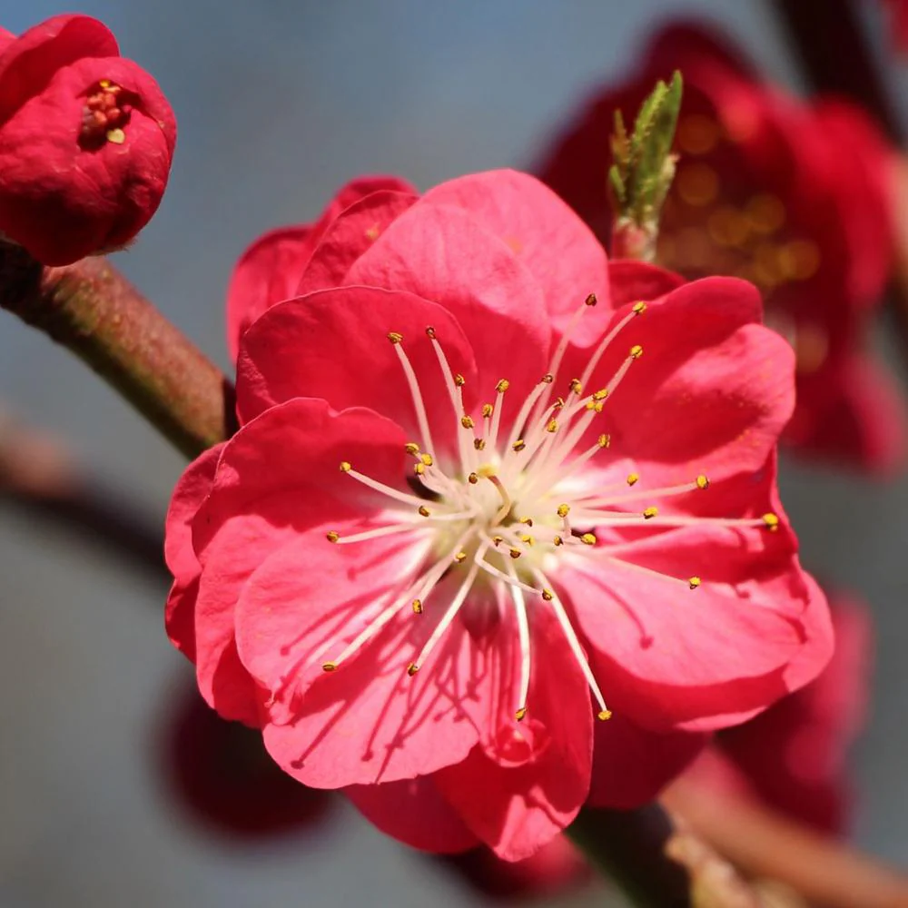Piersic Ornamental Melred, cu flori rosii decorativ, de gradina sau ghiveci - Image 8