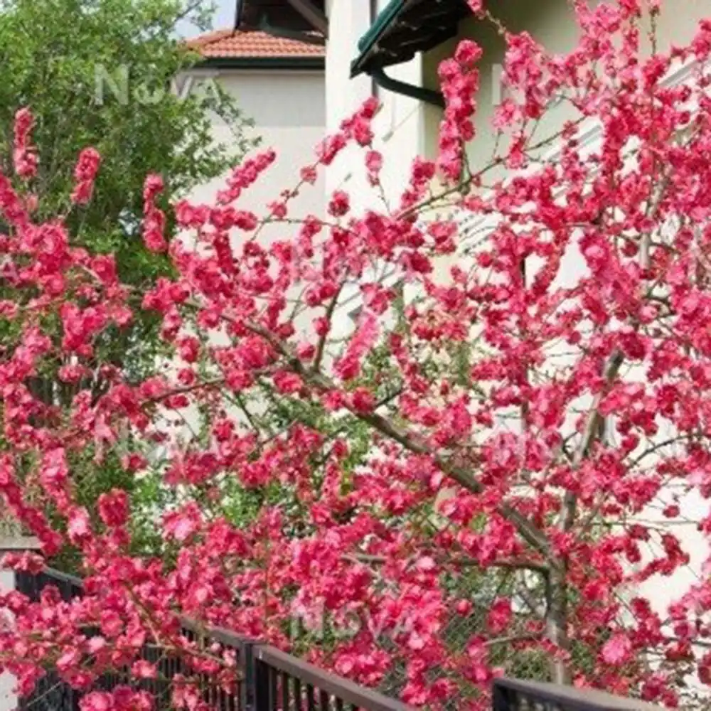 Piersic Ornamental Melred, cu flori rosii decorativ, de gradina sau ghiveci - Image 9