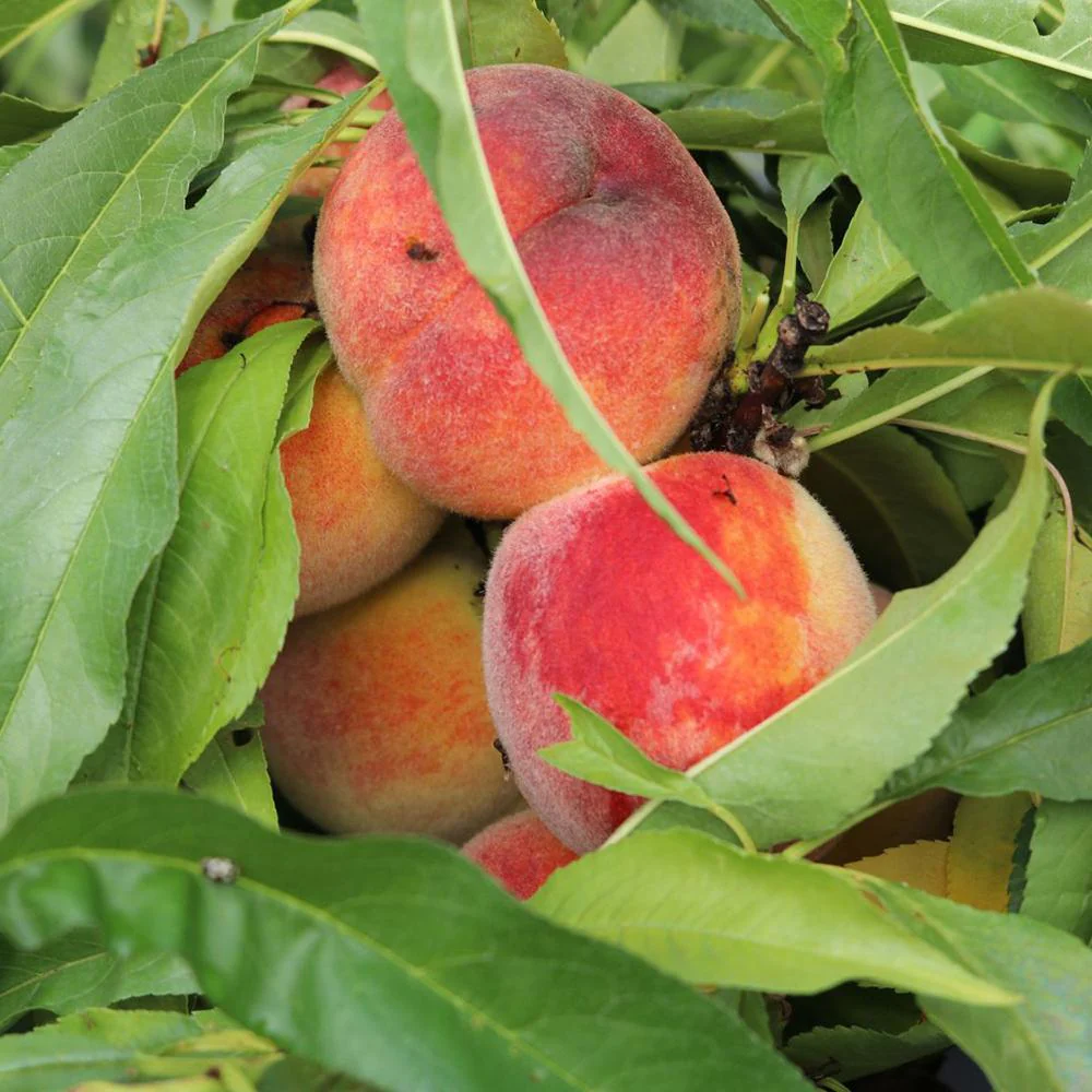 Piersic Pitic Bonanza - Image 3