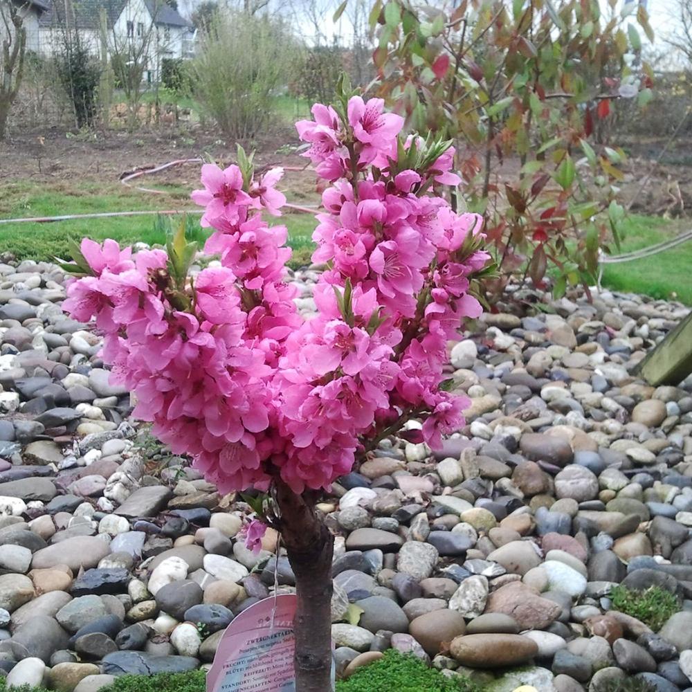 Piersic Pitic Bonanza - Image 4