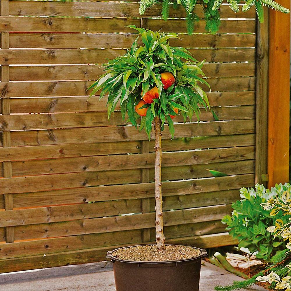 Piersic Pitic Bonanza - Image 5