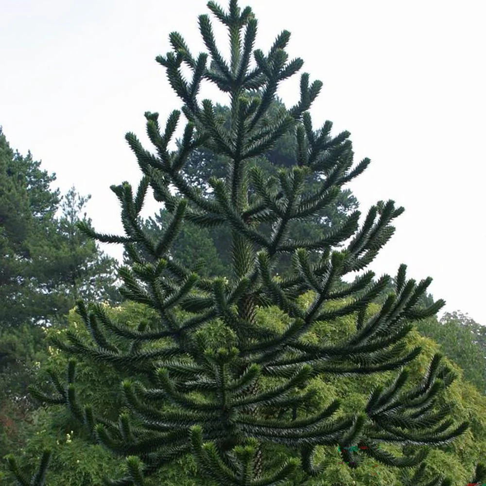 Pin Chilian (Araucaria Araucana), fosila vie, conifer vesnic verde iconic decorativ - Image 4
