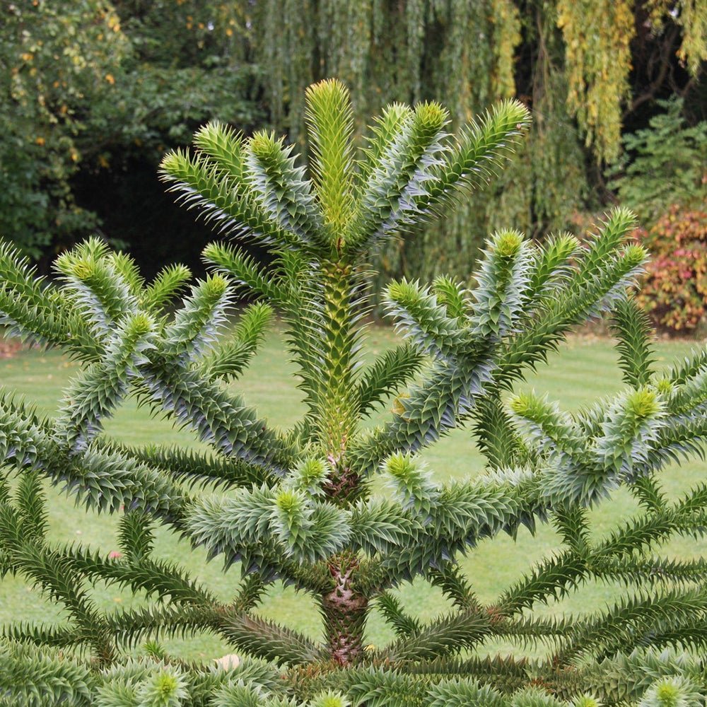 Pin Chilian (Araucaria Araucana), fosila vie, conifer vesnic verde iconic decorativ - Image 5