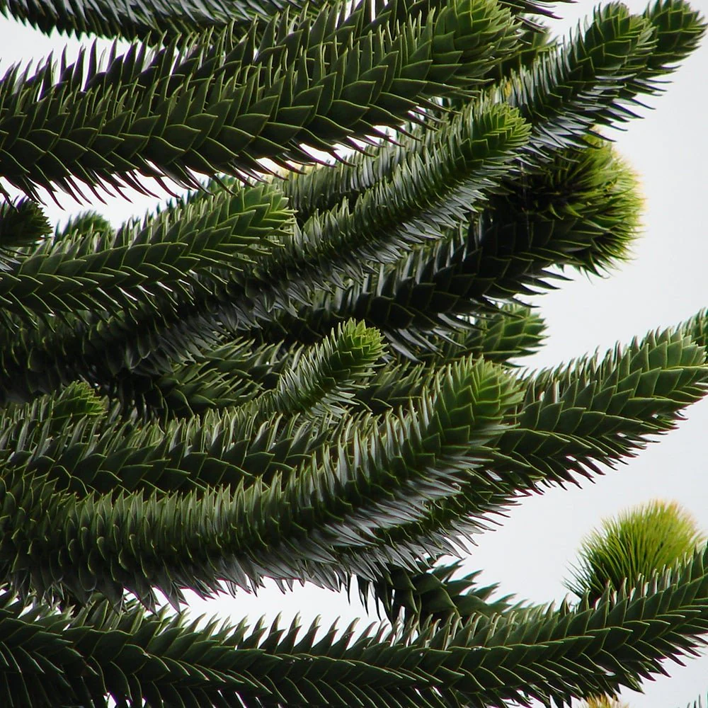Pin Chilian (Araucaria Araucana), fosila vie, conifer vesnic verde iconic decorativ - Image 6