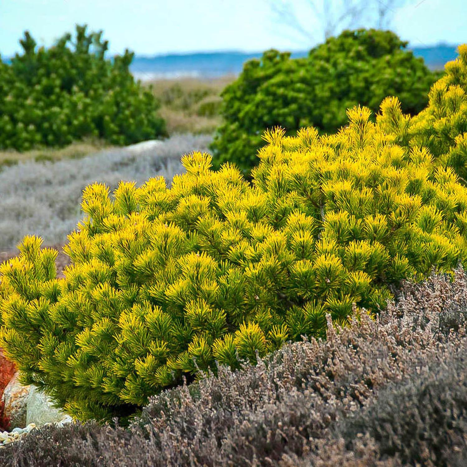 Pin de Munte (Jneapan) Carstens Wintergold - Image 3