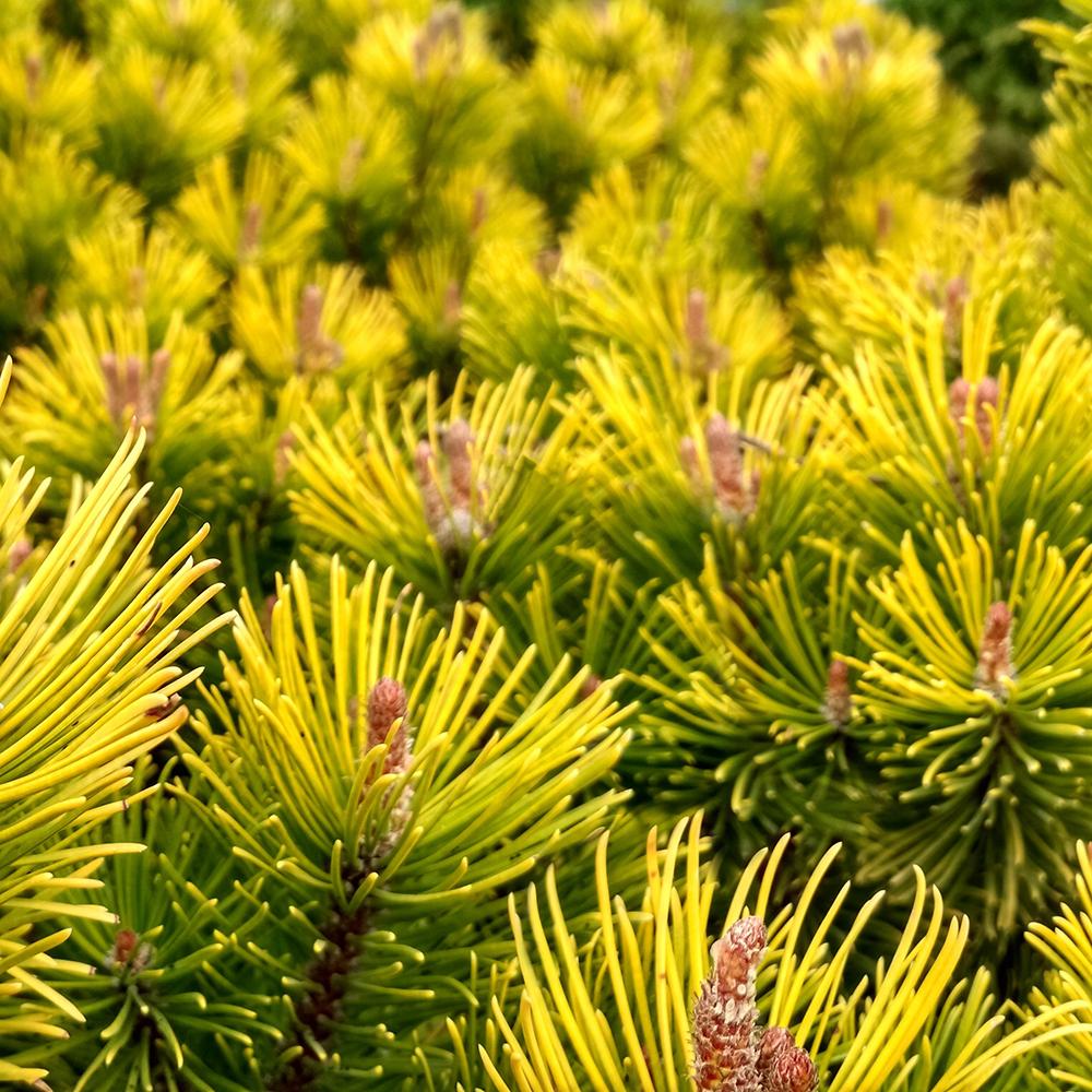 Pin de Munte (Jneapan) Carstens Wintergold - Image 5