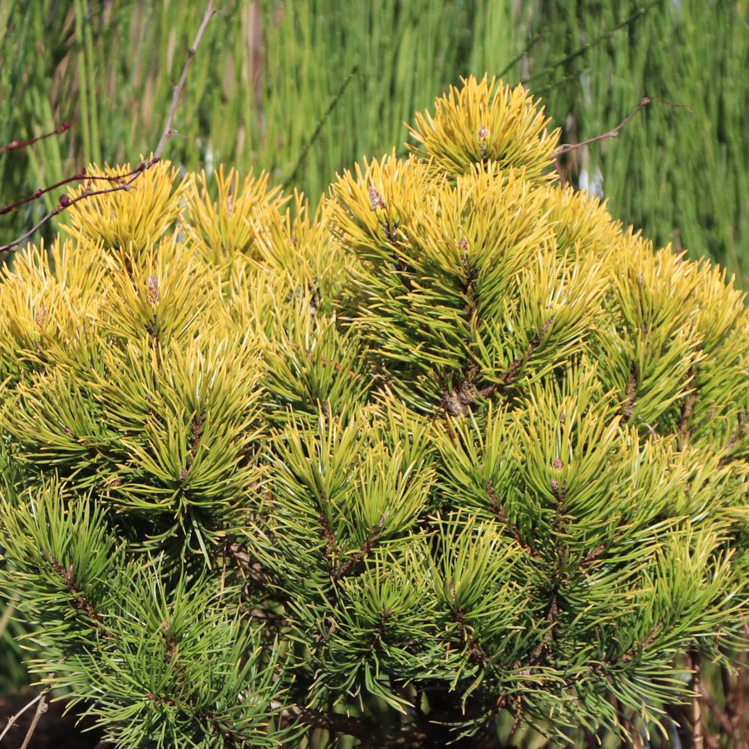 Pin de Munte (Jneapan) Carstens Wintergold - Image 6