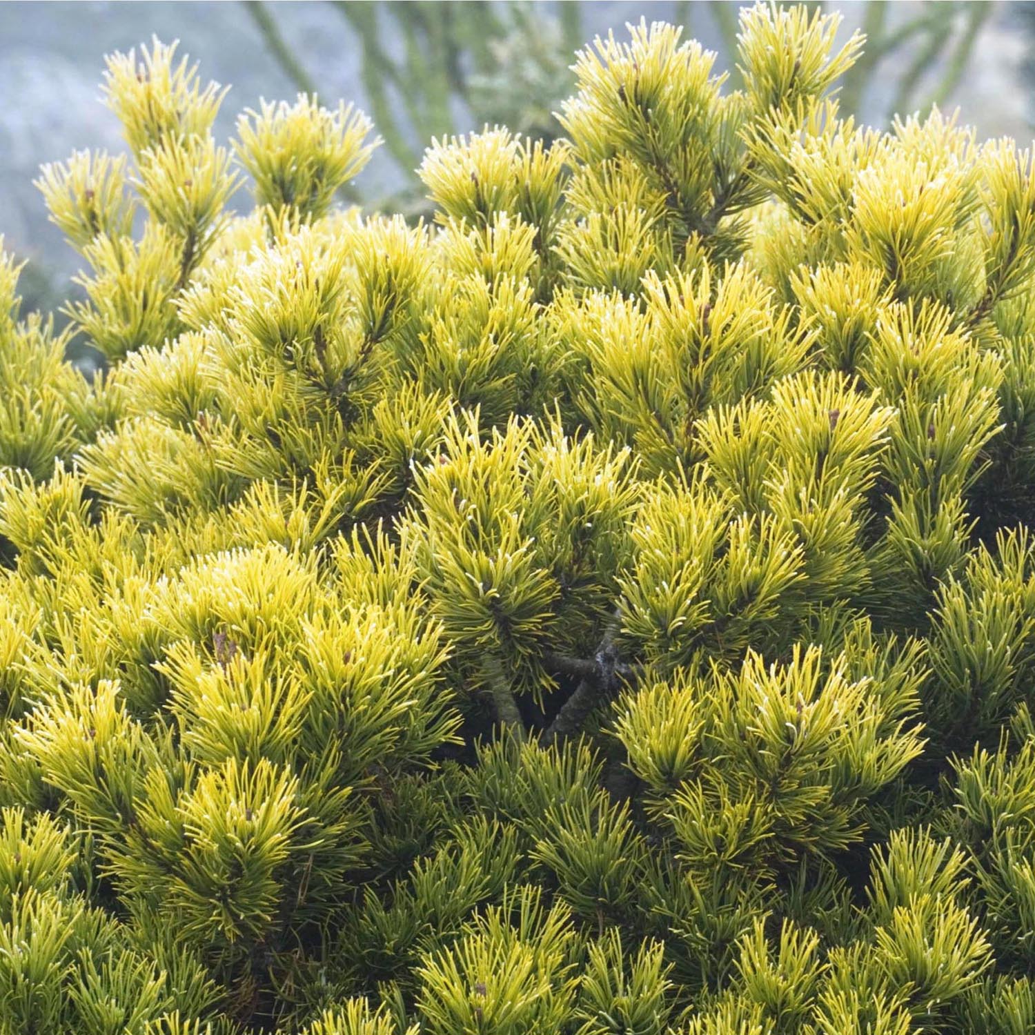 Pin de Munte (Jneapan) Carstens Wintergold - Image 7