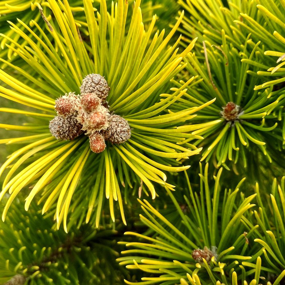 Pin de Munte (Jneapan) Carstens Wintergold - Image 8