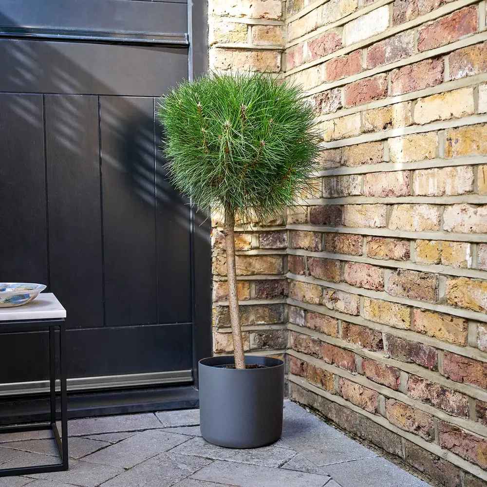 Pin Pitic Negru Marie Bregeon, coroana sferica si ace verde intens, ideal pentru ghivece si gradini mici - Image 3