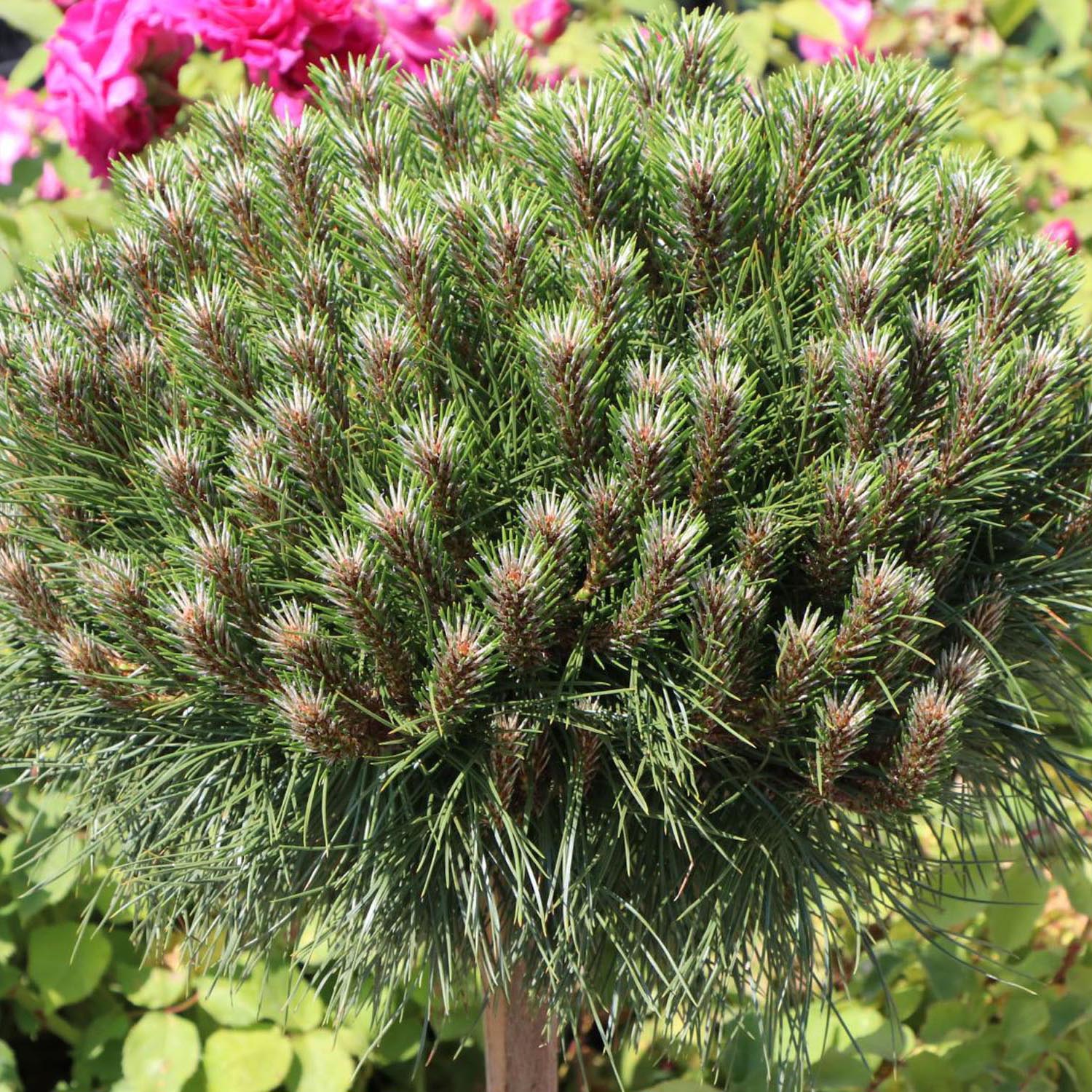 Pin Pitic Negru Marie Bregeon, coroana sferica si ace verde intens, ideal pentru ghivece si gradini mici - Image 4