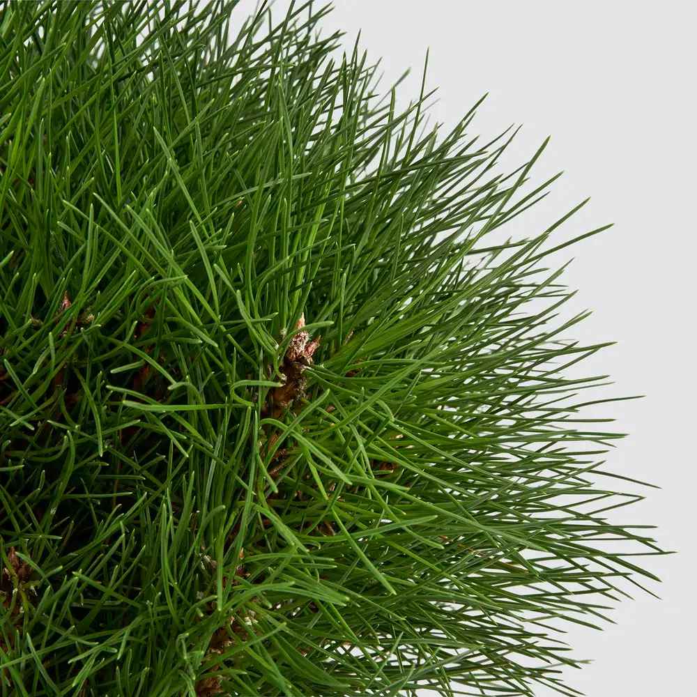 Pin Pitic Negru Marie Bregeon, coroana sferica si ace verde intens, ideal pentru ghivece si gradini mici - Image 5