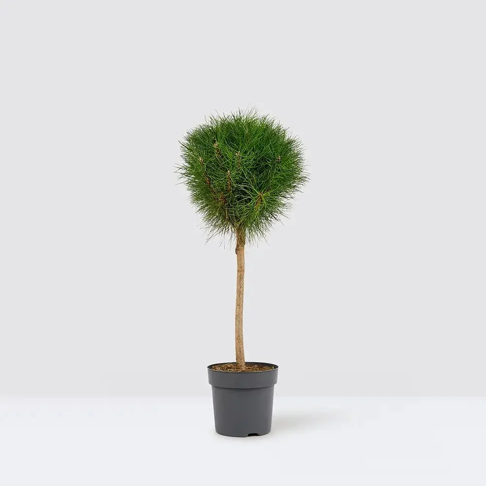 Pin Pitic Negru Marie Bregeon, coroana sferica si ace verde intens, ideal pentru ghivece si gradini mici - Image 6