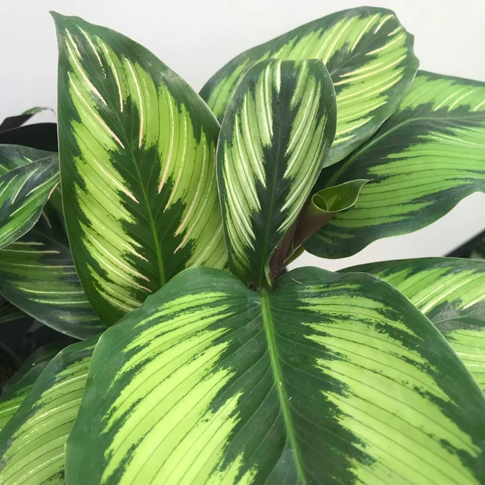 Planta care se Roaga Calathea Beauty Star, 25-35 cm, frunze pictate natural verzi inchis cu dungi albe si roz, pentru un decor rafinat si tropical - Image 3