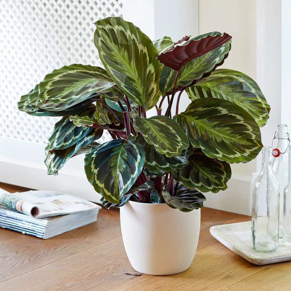 Planta care se Roaga Calathea Medallion, frunze elegante rotunde cu model simetric, verde si margini argintii, perfecta pentru orice decor interior, 35-45 cm - Image 8