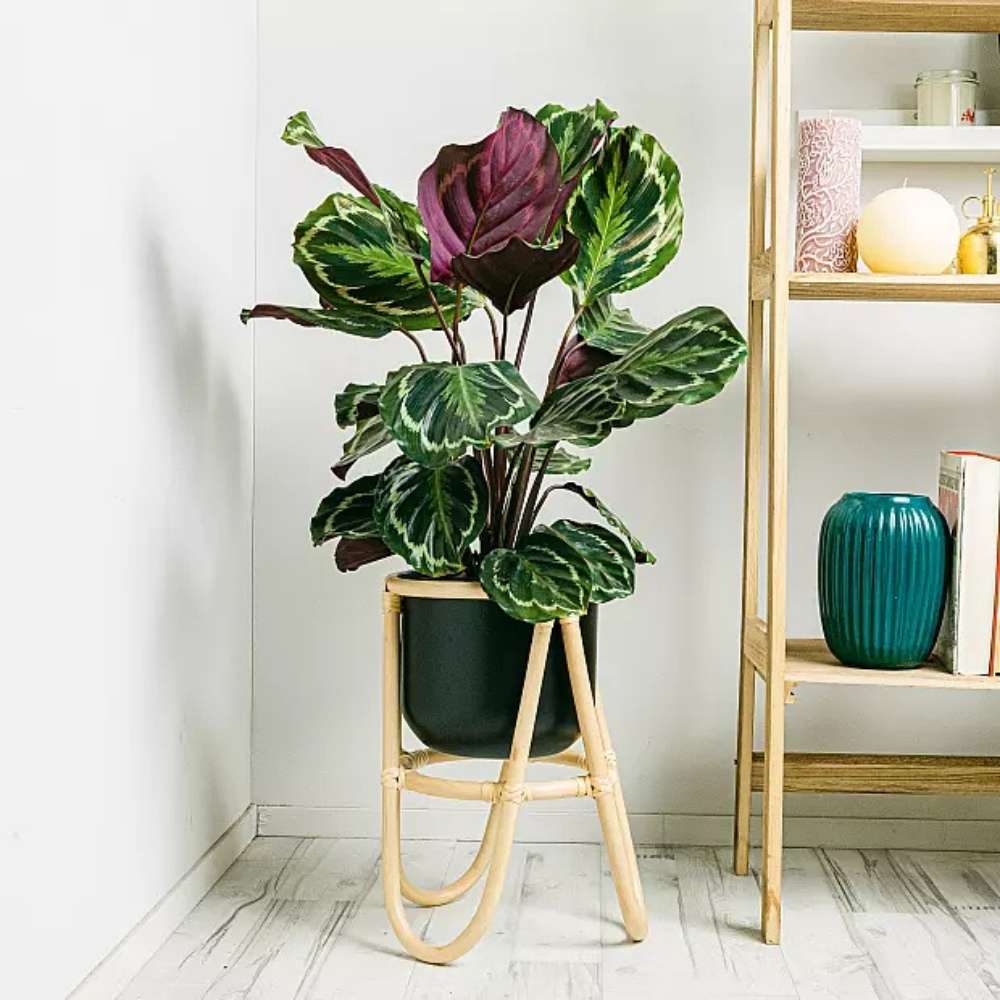 Planta care se Roaga Calathea Medallion, frunze elegante rotunde cu model simetric, verde si margini argintii, perfecta pentru orice decor interior, 35-45 cm - Image 6